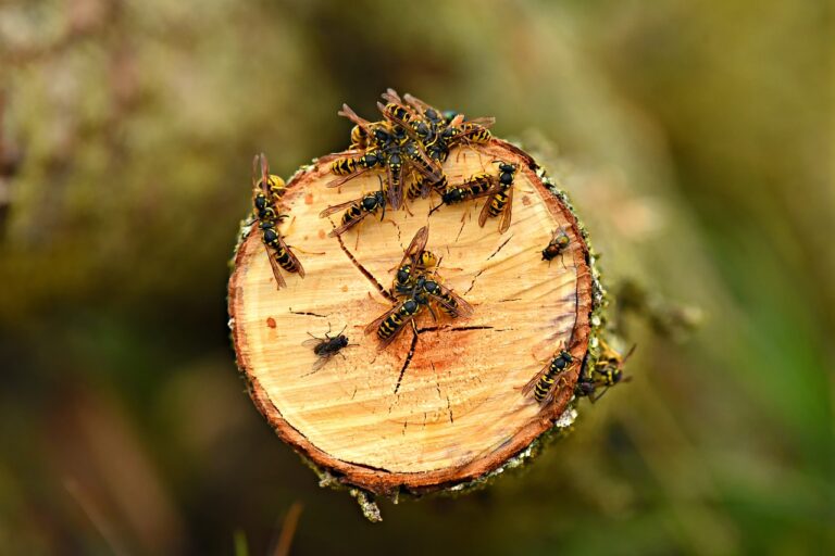 yellow jacket wasp, insect, wood texture-3604683.jpg